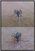 Aedes albopictus